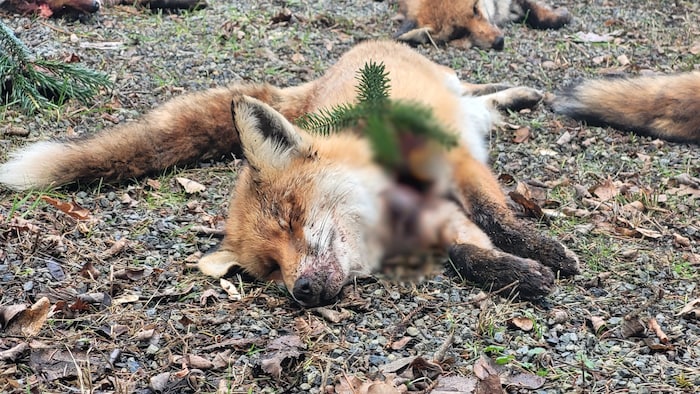 Verletzungen im Gesicht würden laut dem „Verein gegen Tierfabriken“ auf Baujagd hindeuten.