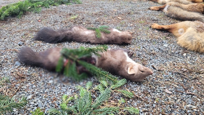 Auch zwei Steinmarder wurden geschossen.