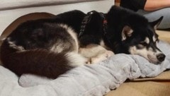 „Buba“ erholt sich auf seiner Pflegestelle von den Strapazen.