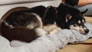 „Buba“ erholt sich auf seiner Pflegestelle von den Strapazen.