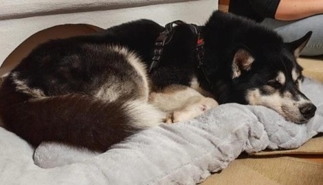 „Buba“ erholt sich auf seiner Pflegestelle von den Strapazen.