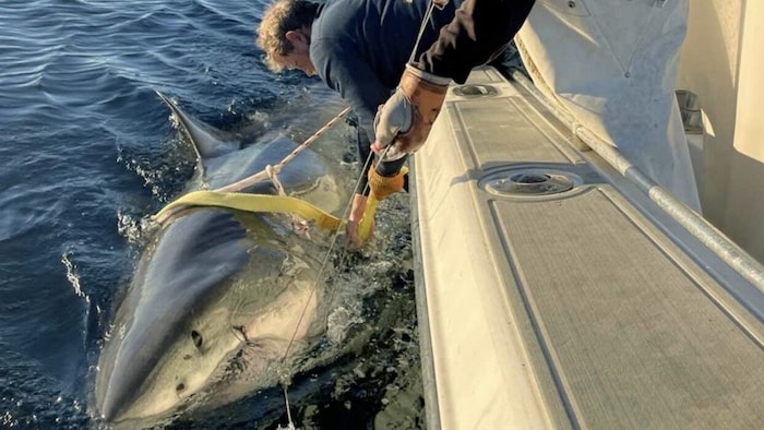 Vor einem Jahr wurde „Contender“ mit einem Peilsender ausgestattet.