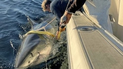 Vor einem Jahr wurde „Contender“ mit einem Peilsender ausgestattet.