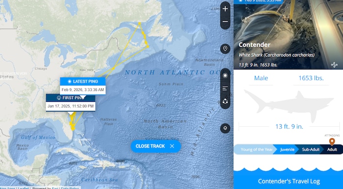 Auf der Website von Ocearch kann man die Route des Giganten verfolgen.