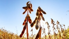 In Österreich wurden 2025 laut Agrarmarkt Austria 272.000 Tonnen Soja geerntet.