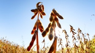 In Österreich wurden 2025 laut Agrarmarkt Austria 272.000 Tonnen Soja geerntet.