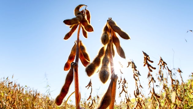 In Österreich wurden 2025 laut Agrarmarkt Austria 272.000 Tonnen Soja geerntet.