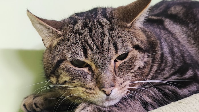 Wartet auf Abholung im Tierheim!