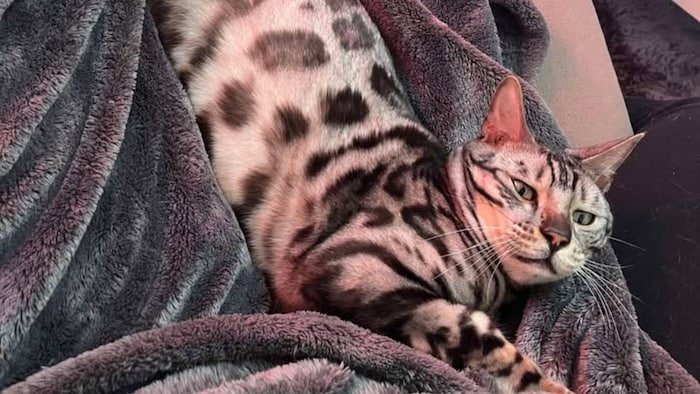 Bitte komm nach Hause!