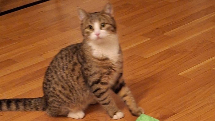 Besitzer werden gesucht!