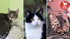 Viele vermisste und erspähte Fellnasen!