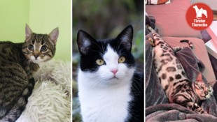 Viele vermisste und erspähte Fellnasen!