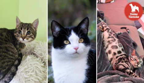 Viele vermisste und erspähte Fellnasen!