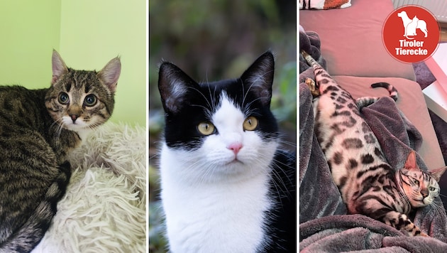 Viele vermisste und erspähte Fellnasen!