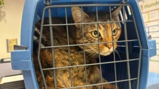 „Rosa“ konnte nach sieben Monaten wieder zu ihrer Familie.