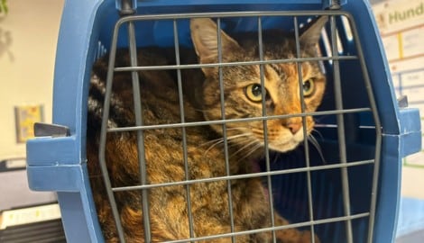 „Rosa“ konnte nach sieben Monaten wieder zu ihrer Familie.