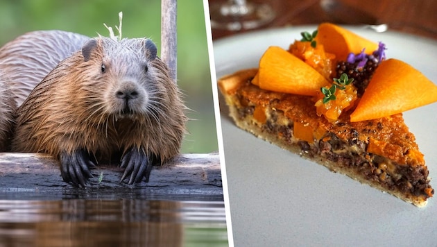 Ein Kärntner Gasthof verarbeitete einen Biber zu Quiche (re.) und anderen Gerichten.
