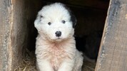 So arme Tiere ...