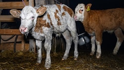 Ein Teil der Kälber konnte gerettet werden.