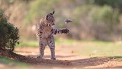 Diese Szene fing Josef Stefan im November 2024 während einer zweiwöchigen Fototour in Spanien ...