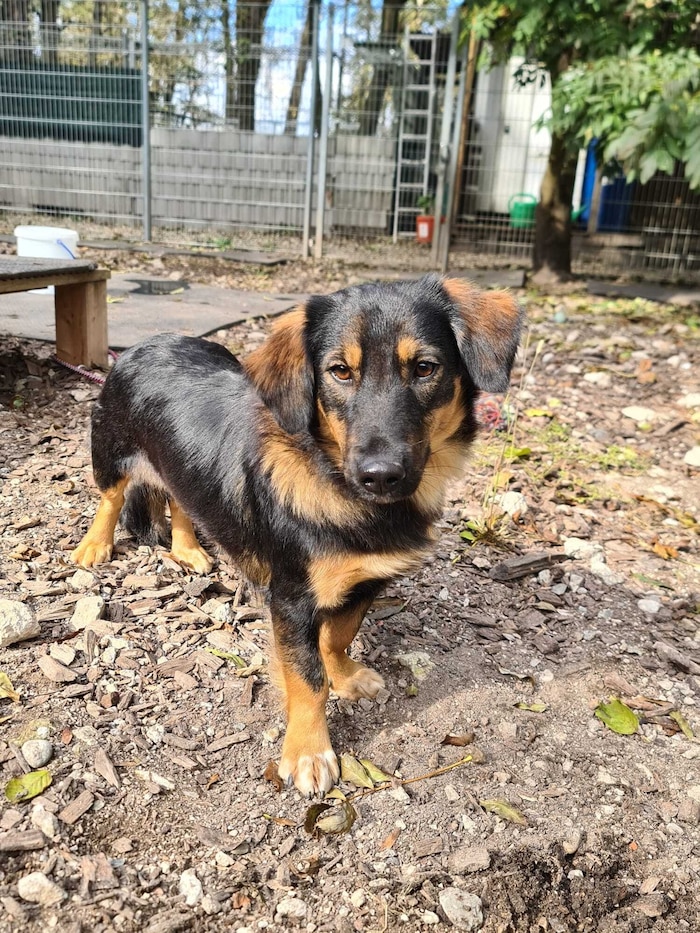 Lily hat leider Epilepsie, ist aber ansonsten topfit. Die Hündin ist 1,5 Jahre alt und mag ...