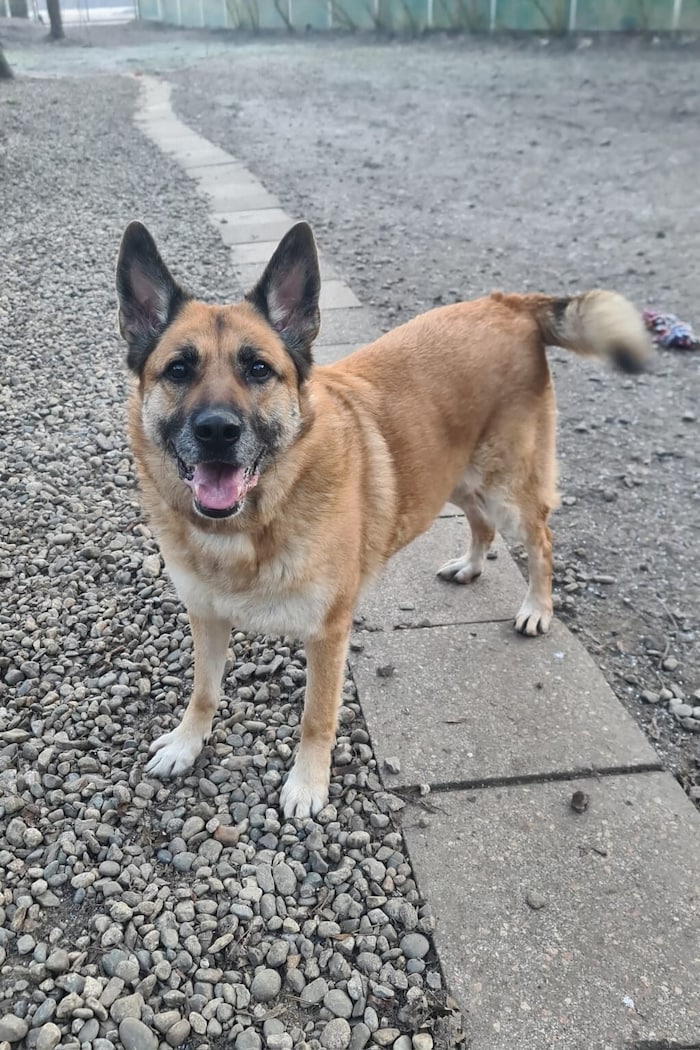 Amber ist eine freundliche, sieben Jahre alte Schäfermix-Hündin. Sie ist sehr sportlich, braucht ...