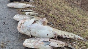 Öko-Drama in der Unteren Lobau: Insbesondere große Fische (Karpfen, Hechte, Welse) sind ...