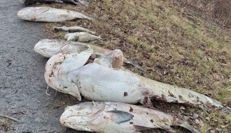 Öko-Drama in der Unteren Lobau: Insbesondere große Fische (Karpfen, Hechte, Welse) sind ...