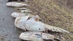 An Land gezogen und für den Abtransport vorbereitet 