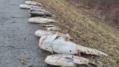 An Land gezogen und für den Abtransport vorbereitet 