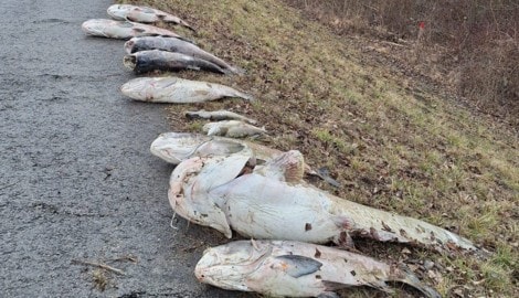 An Land gezogen und für den Abtransport vorbereitet 