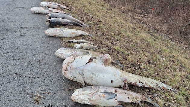 An Land gezogen und für den Abtransport vorbereitet
