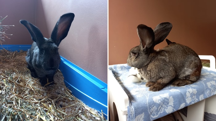 Kaninchen suchen Familie!