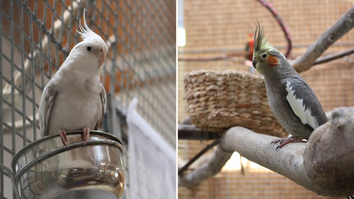 Nymphensittiche auf Heimatsuche!