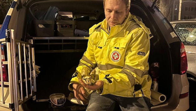 Die Österreichische Tierrettung brachte den Schwan an den Attersee.