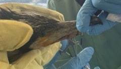 Ein Klinikmitarbeiter entfernt vorsichtig den Angelhaken aus dem Schnabel des Kormorans.