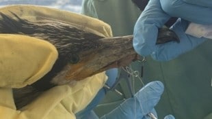 Ein Klinikmitarbeiter entfernt vorsichtig den Angelhaken aus dem Schnabel des Kormorans.