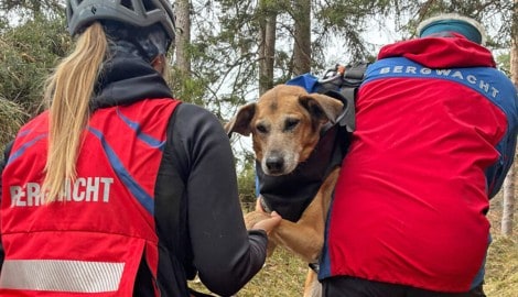 In Not geraten ist dieser Hund im grenznahen Bayern.