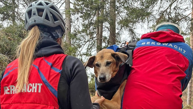 In Not geraten ist dieser Hund im grenznahen Bayern.