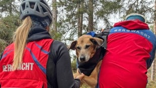 In Not geraten ist dieser Hund im grenznahen Bayern.
