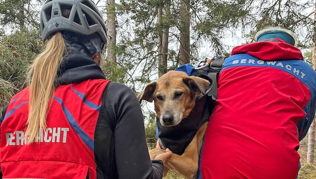 In Not geraten ist dieser Hund im grenznahen Bayern.