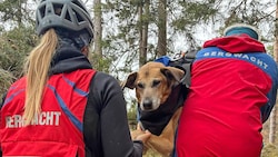 In Not geraten ist dieser Hund im grenznahen Bayern.
