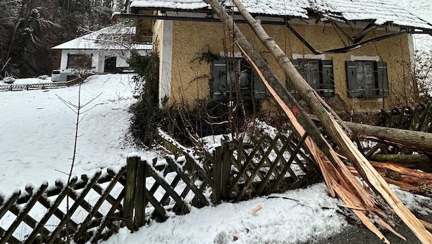 Das Dach durchbrach der Baum.