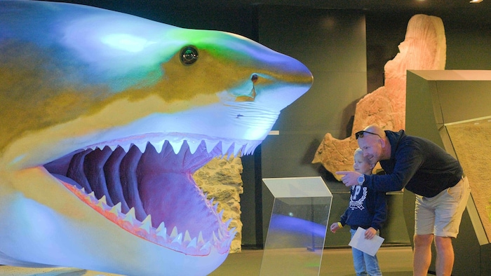 Im Linzer Schlossmuseum gibt es Natur- und Technik- Highlights.