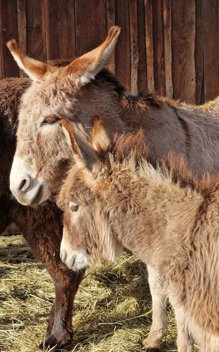 Gut 200 Tiere leben dort.