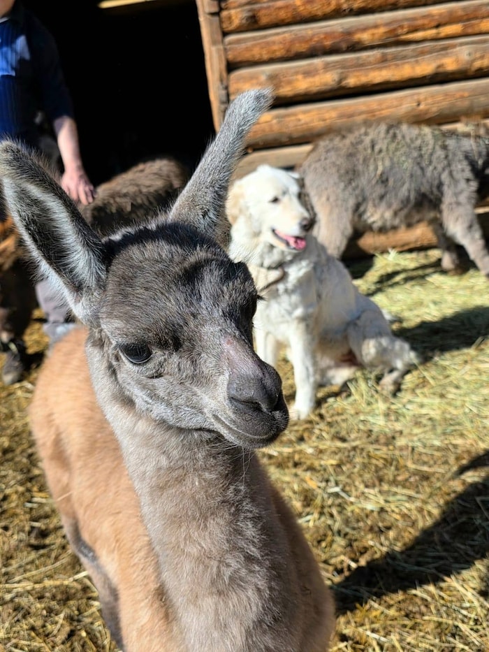 Die verschiedensten Tiere sind im Eselpark zu finden.