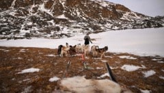 Grönland: Menschengemachte Erderwärmung führt in der Region zu mehr Wärme- und seltener ...