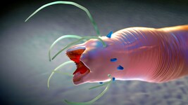 Gruselige Nahaufnahme: Fadenwürmer sind sehr weit verbreitet. Bis jetzt wurden 20.000 Arten ...