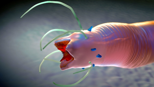 Gruselige Nahaufnahme: Fadenwürmer sind sehr weit verbreitet. Bis jetzt wurden 20.000 Arten ...