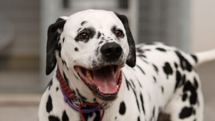 Wer erobert das Herz von Luke?